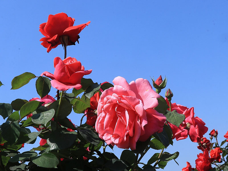 春暖花開(kāi)季，正是出游時(shí)！程力集團(tuán)小編帶你打卡隨州炎帝紫薇園